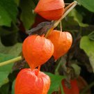 25 vegetable seeds Chinese Lantern Physalis  Orange  Red Lantern. Fast growing #JBSE70