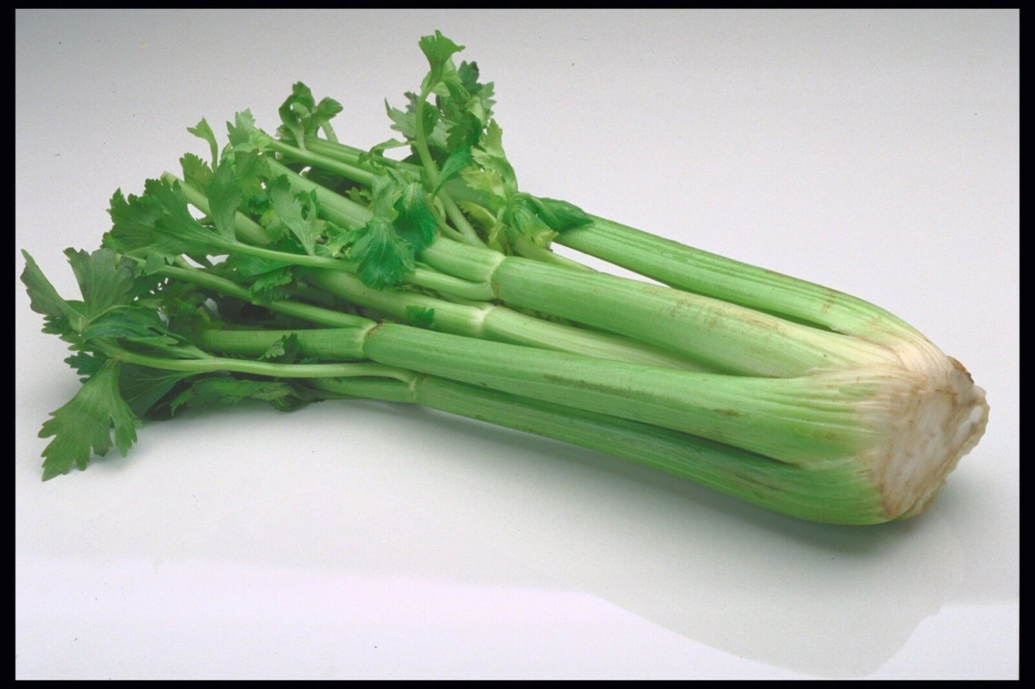200 vegetable seeds Massive Celery, easy to grow    #JBSE70