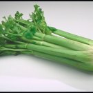 200 vegetable seeds Massive Celery, easy to grow    #JBSE70
