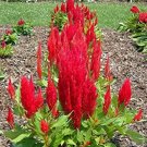 50 flower seeds red color celosia forest fire   #JBSE70