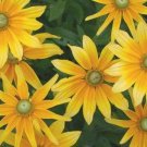 30 flower seeds yellow Rudbeckia  Irish Spring, easy to grow     #JBSE70