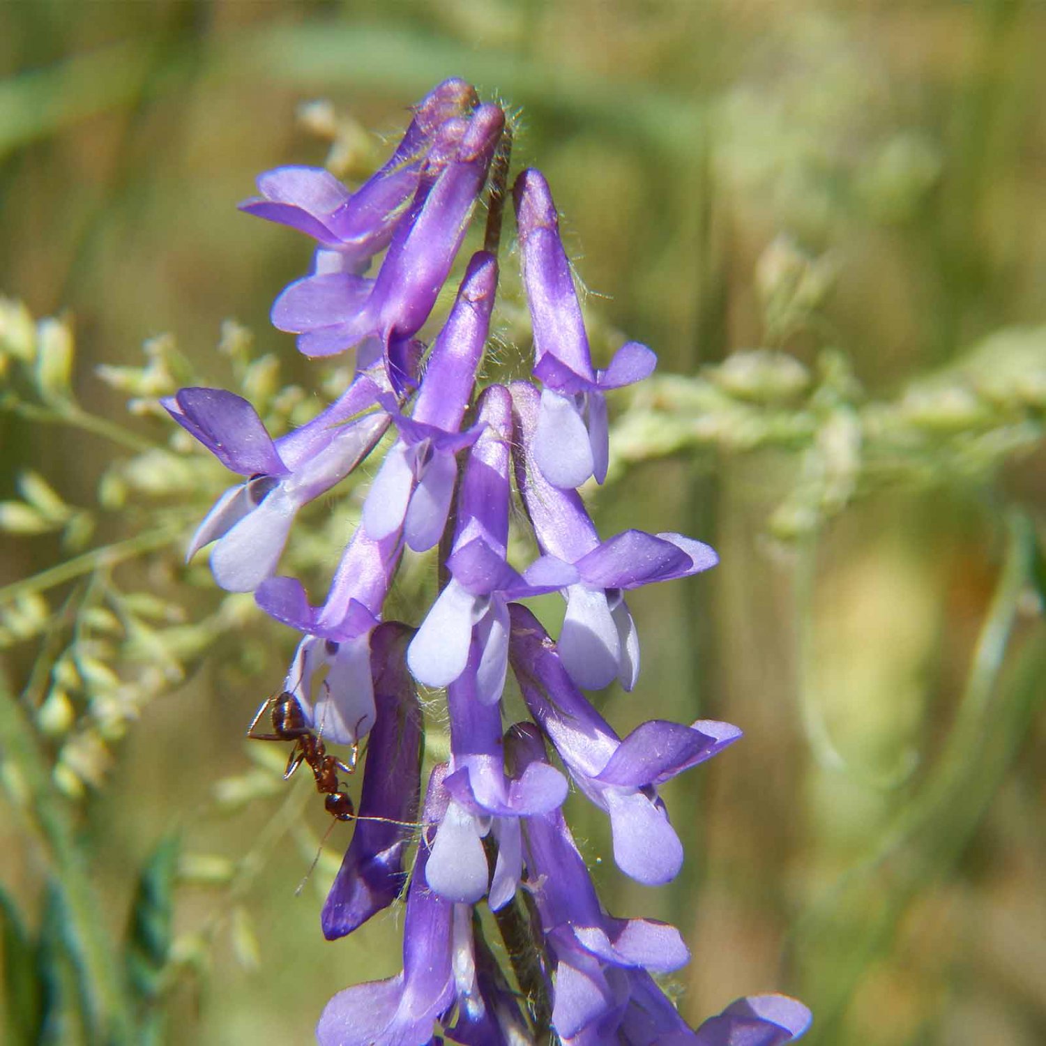 100 flower seeds Hairy Vetch Nitrogen Fixer, easy to grow      #JBSE70