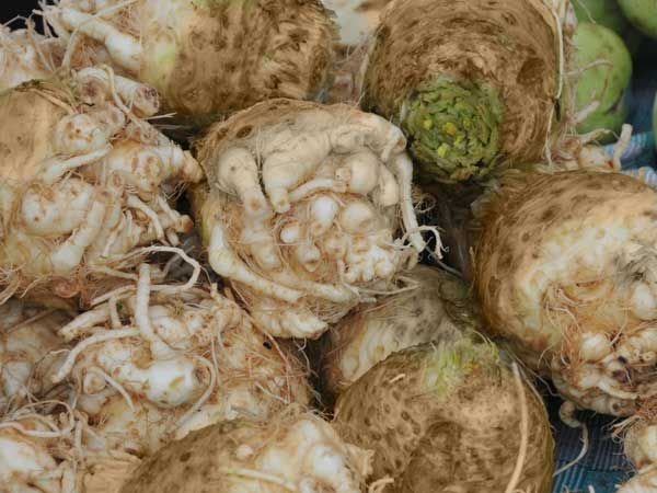 200 vegetable seeds Giant Prague Celeriac, easy to grow      #JBSE70