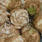 200 vegetable seeds Giant Prague Celeriac, easy to grow      #JBSE70