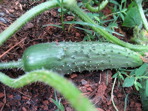 25 vegetable seeds Cucumber, fast growing     #JBSE70