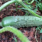 25 vegetable seeds Cucumber, fast growing     #JBSE70