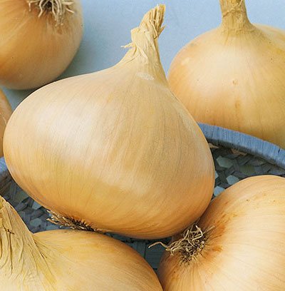 200 vegetable seeds Texas Grano Onion , fast gowing  #TSPE72