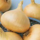 200 vegetable seeds Texas Grano Onion , fast gowing  #TSPE72