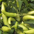 100 vegetable seeds Sweet Banana Pepper      #TSPE72