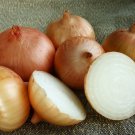 Fast growing Granex Yellow, 150 Onion Seeds     #TSPE72