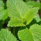 100 vegetable  seeds Lemon Balm, easy to grow    #TSPE72