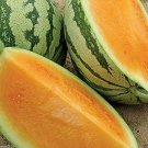 25 fruit seeds Tendersweet Orange Watermelon, easy to grow #TSPE72