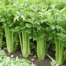 Vegetable seeds Tall Utah Celery, 250 Seeds  #TSPE72