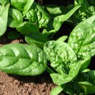 50 vegetable seeds Bloomsdale Spinach  #TSPE72