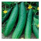 Vegetable seeds Sweet Burpless Cucumber, 25 Seeds #TSPE72