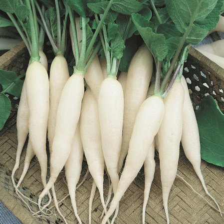 100 vegetable seeds White Icicle Radish   #TSPE72
