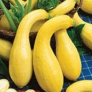 10 vegetable seeds Crookneck Yellow Squash  #TSPE72
