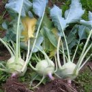 250 vegetable seeds White Vienna Kohlrabi     #TSPE72