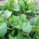 500 vegetable seeds Seven Top Turnip   #TSPE72