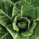 250 vegetable seeds Vates Collard Green    #TSPE72