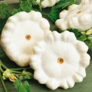 Fast growing White Bush Scallop Squash, 25 seeds        #TSPE72