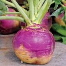 500 vegetable seeds Amer. Purple Top Rutabaga Turnip      #TSPE72
