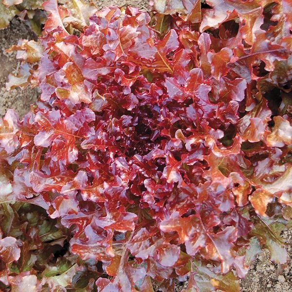 500 vegetable seeds Red Salad Bowl Lettuce, fast growing   #TSPE72