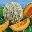 50 fruit seeds Hale's Best Jumbo Cantaloupe    #TSPE72