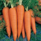 500 vegetable seeds Danvers Half Long Carrot  #TSPE72