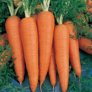 500 vegetable seeds Danvers Half Long Carrot  #TSPE72