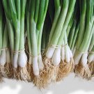 300 seeds Bunching Onion Seeds       #TSPE72