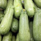 10 vegetable seeds Grey Zucchini Squash   #TSPE72