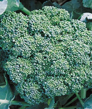 500 vegetable seeds Calabrese Broccoli     #TSPE72