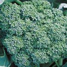 500 vegetable seeds Calabrese Broccoli     #TSPE72