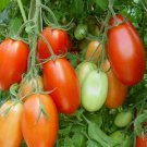 Red Rio Grand Tomato  50 seeds, fast growing  #DVDS73