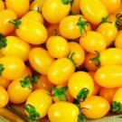 50 vegetable seeds Yellow Plum Tomato, fast growing #DVDS73