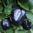 50 vegetable seeds Purple Beauty Bell Pepper, easy to grow  #DVDS73