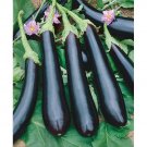 100 vegetable seeds Long Purple Eggplant     #DVDS73