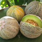 50 fruit seeds Rocky Ford Green Flesh Melon   #DVDS73