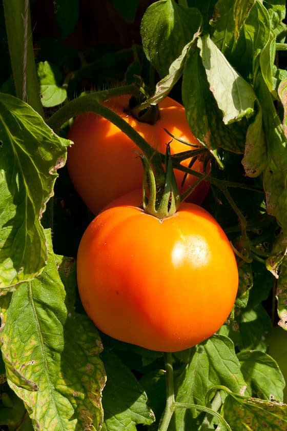 50 vegetable seeds Sunray Tomato, easy to grow   #DVDS73