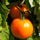 50 vegetable seeds Sunray Tomato, easy to grow   #DVDS73