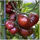 50 vegetable seeds Black Krim Tomato . easy to grow  #DVDS73