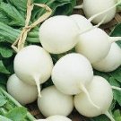 300 vegetable seed white Hailstone Radish  #DVDS73