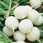 300 vegetable seed white Hailstone Radish  #DVDS73