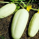 50 vegetable seeds White Wonder Cucumber, fast growing  #DVDS73