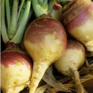 500 vegetable seeds American Purple Top Rutabaga, easy to grow  #DVDS73