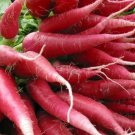 300 vegetable seeds Red Szechuan China Rose Radish, easy to grow     #DVDS73