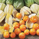 500 seeds Giant Poha Cape Gooseberry , fast growing     #MRJS78