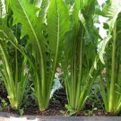 500 vegetable seeds  Heirloom Italian Dandelion   #MRJS78