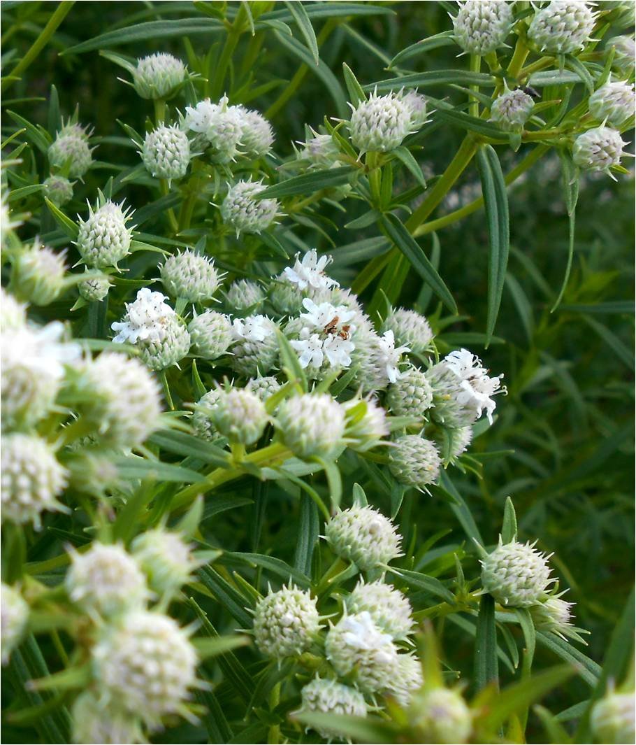 1000 Seeds Mountain Mint Pycnanthemum Pilosum, Easy To Grow #MRJS78